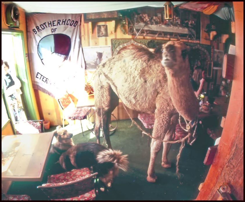 The Brotherhood of Eternal Love: From Flower Power to Hippie Mafia: The Story of the LSD Counterculture by Stewart Tendler and David May